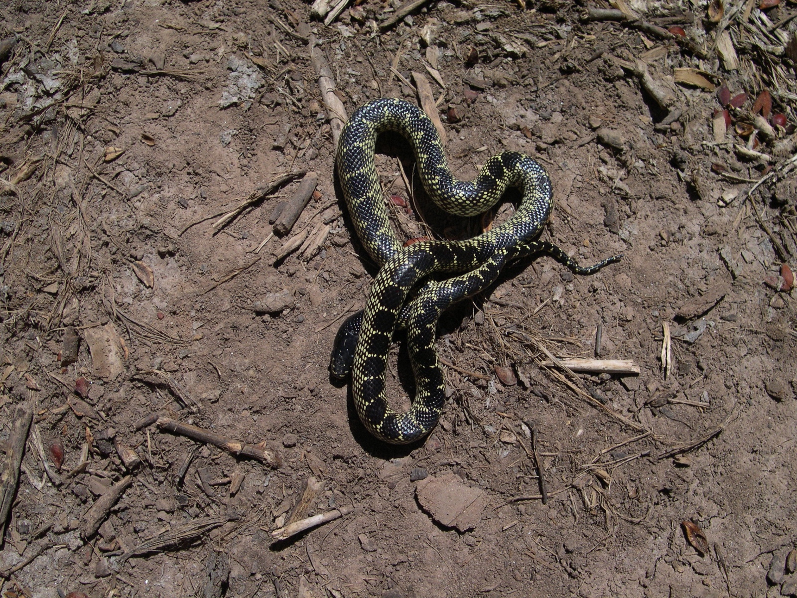 Lampropeltis Getula 1